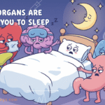 The Organs Begging You to Sleep Why Deep Rest is Non-Negotiable for Total Body