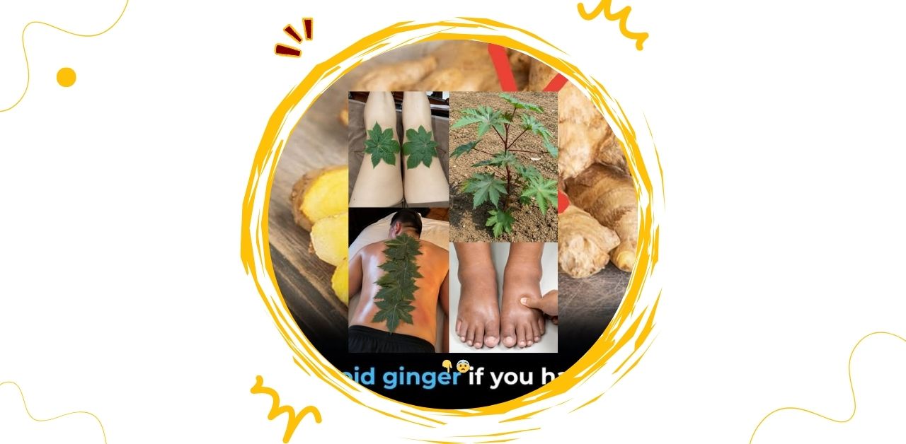 The Hidden Treasure in Your Garden Plantain Leaves