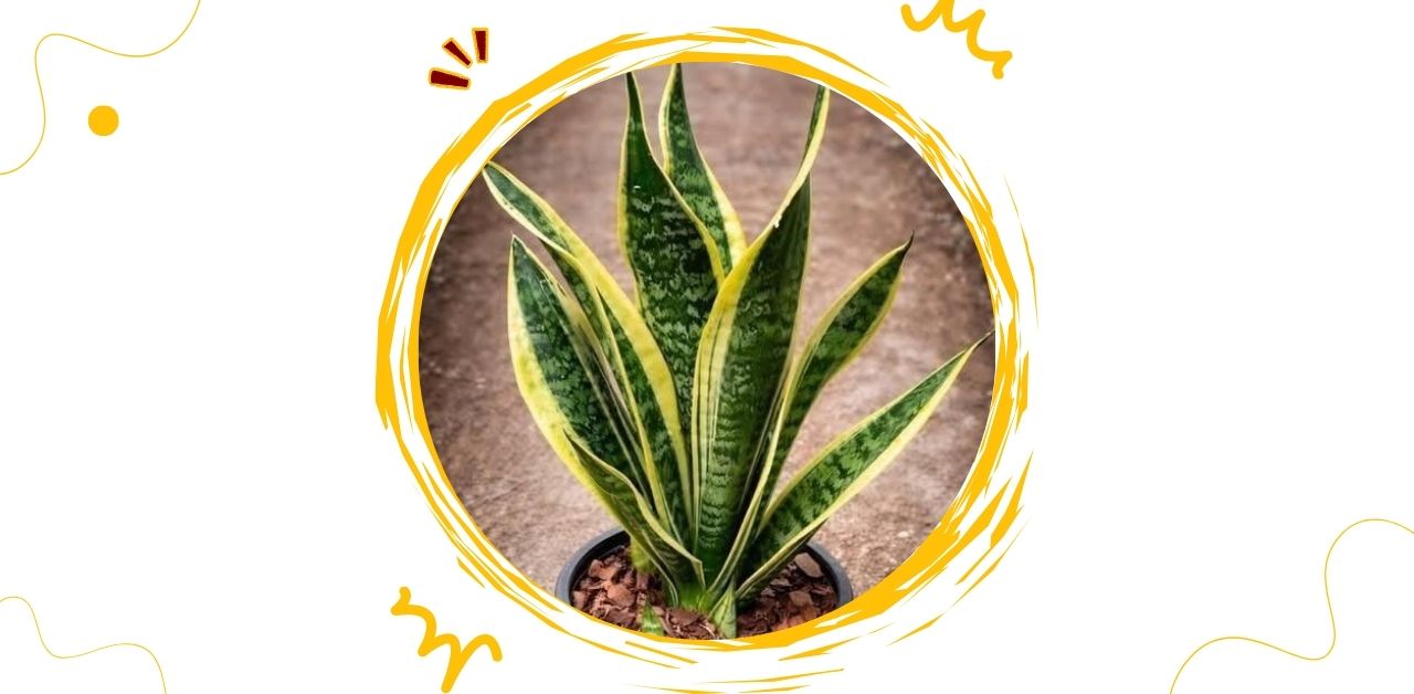 The Power of the Snake Plant Why Having It in Your Home Is a Blessing